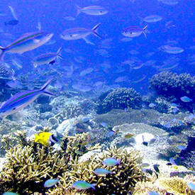 Snorkelen in de onderwaterwereld van de kleine Sunda Eilanden