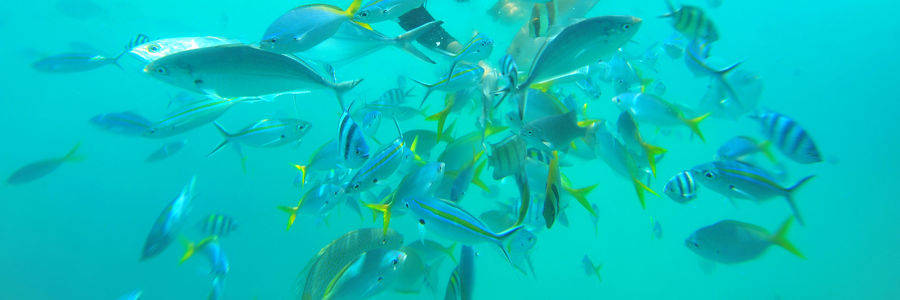 Vissen tijdens het duiken bij Tioman
