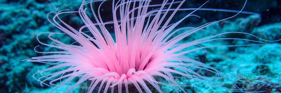 Onderwaterwereld van Tioman Onderwaterwereld van Tioman