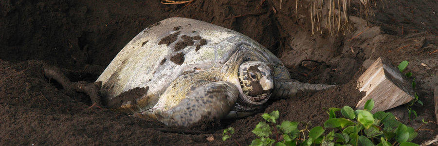 Zeeschildpad in Tortuguero National Park in Costa Rica