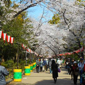 Wandelen in een park met bloessem in Tokyo