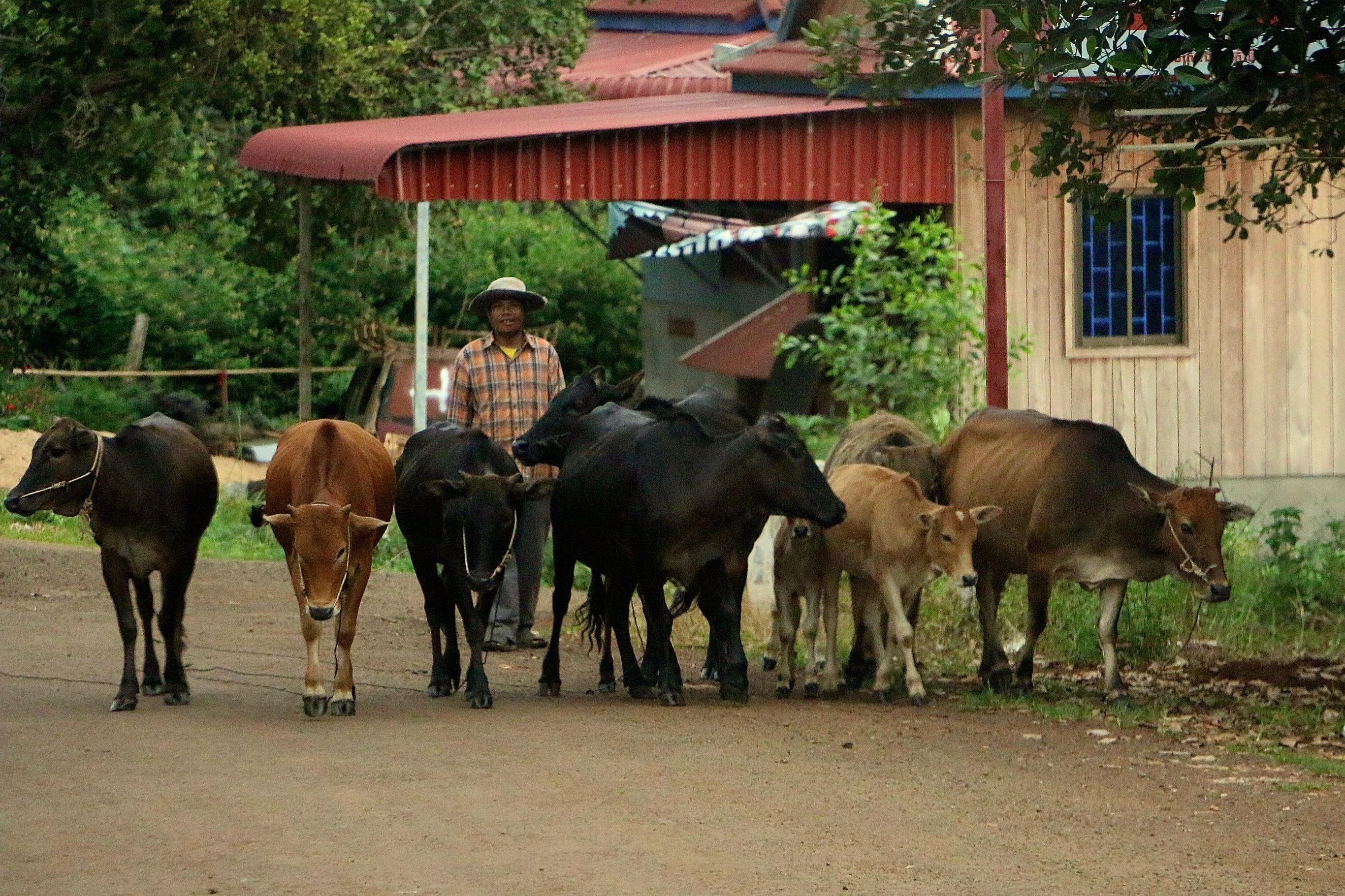 Bouwsteen Puur Cambodja