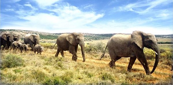 Bouwsteen Zuid Afrika Karoo en safari in Addo