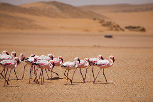 Bouwsteen Namibië: Op safari in Etosha
