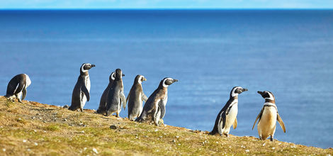 Bouwsteen Chili: Pinguïns in Zuid-Chili