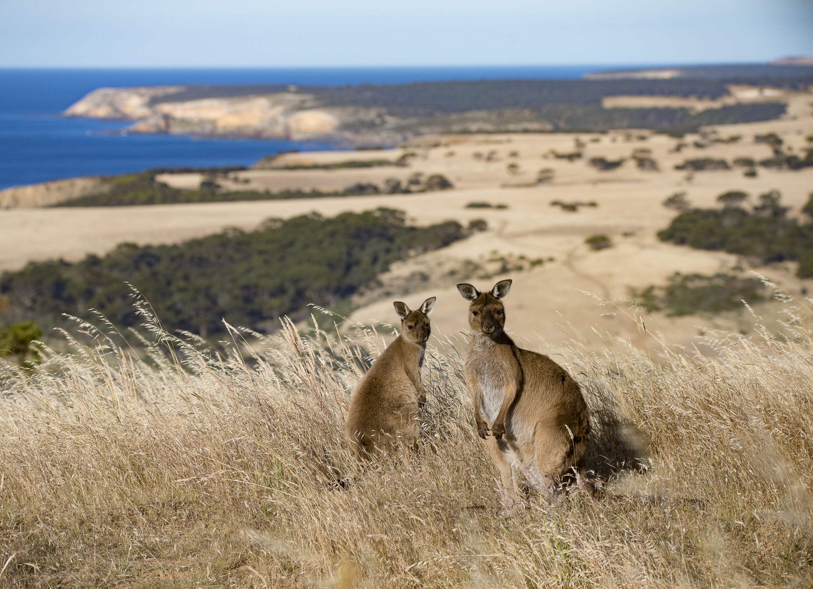 Bouwsteen Australië Kangaroo Island Adventure