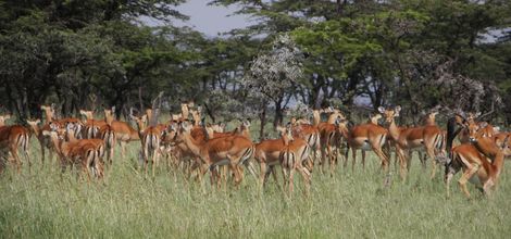 Rondreis Kenia: Migratie in de Masai Mara