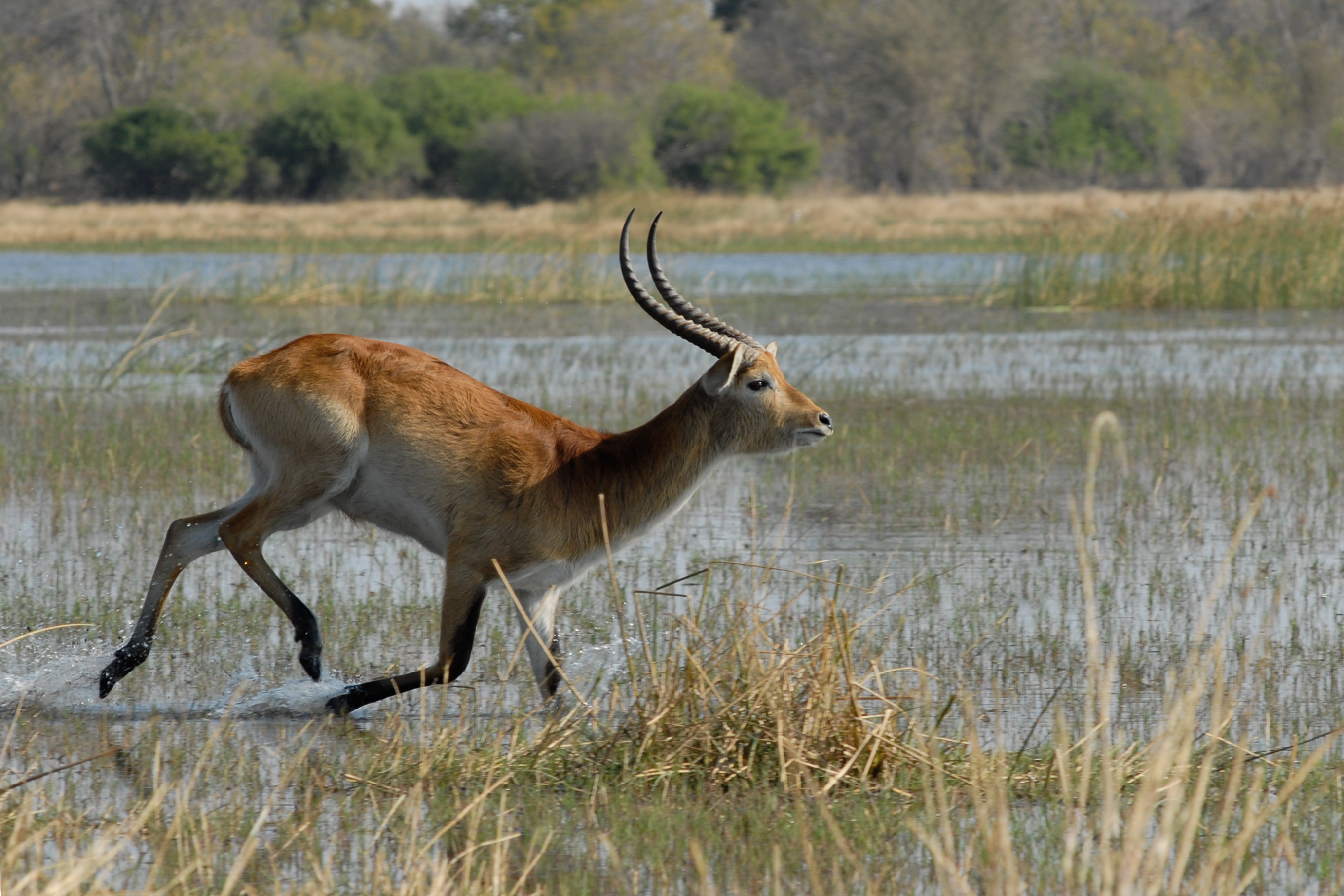 Bouwsteen Botswana: Safari in Moremi Wildreservaat