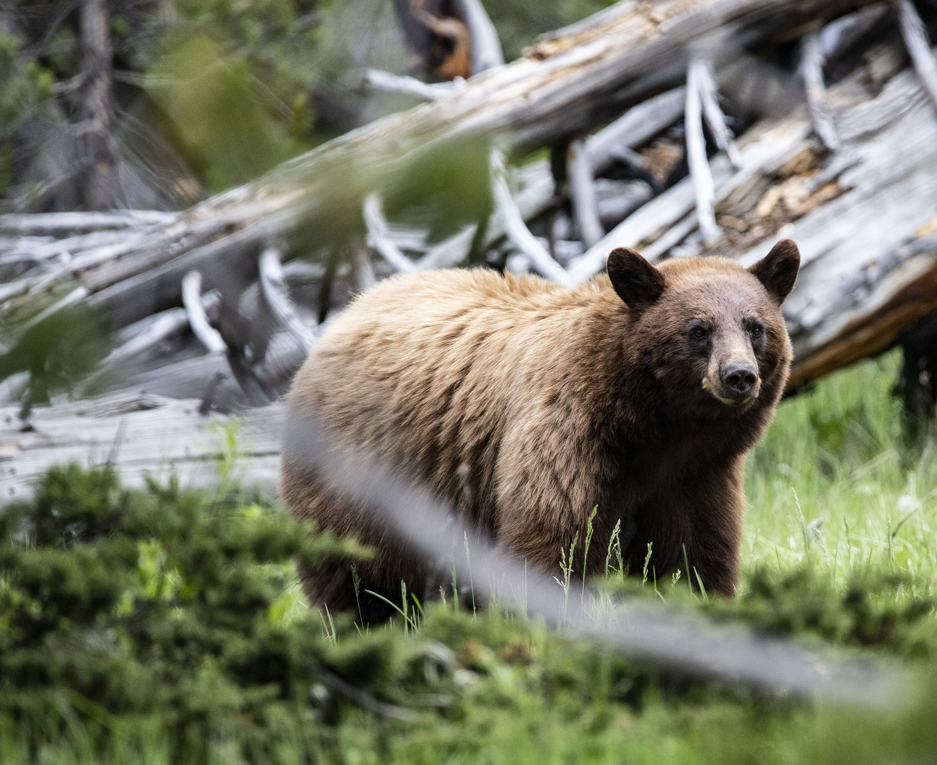 Bouwsteen VS Grizzly's en wolvensafari Yellowstone