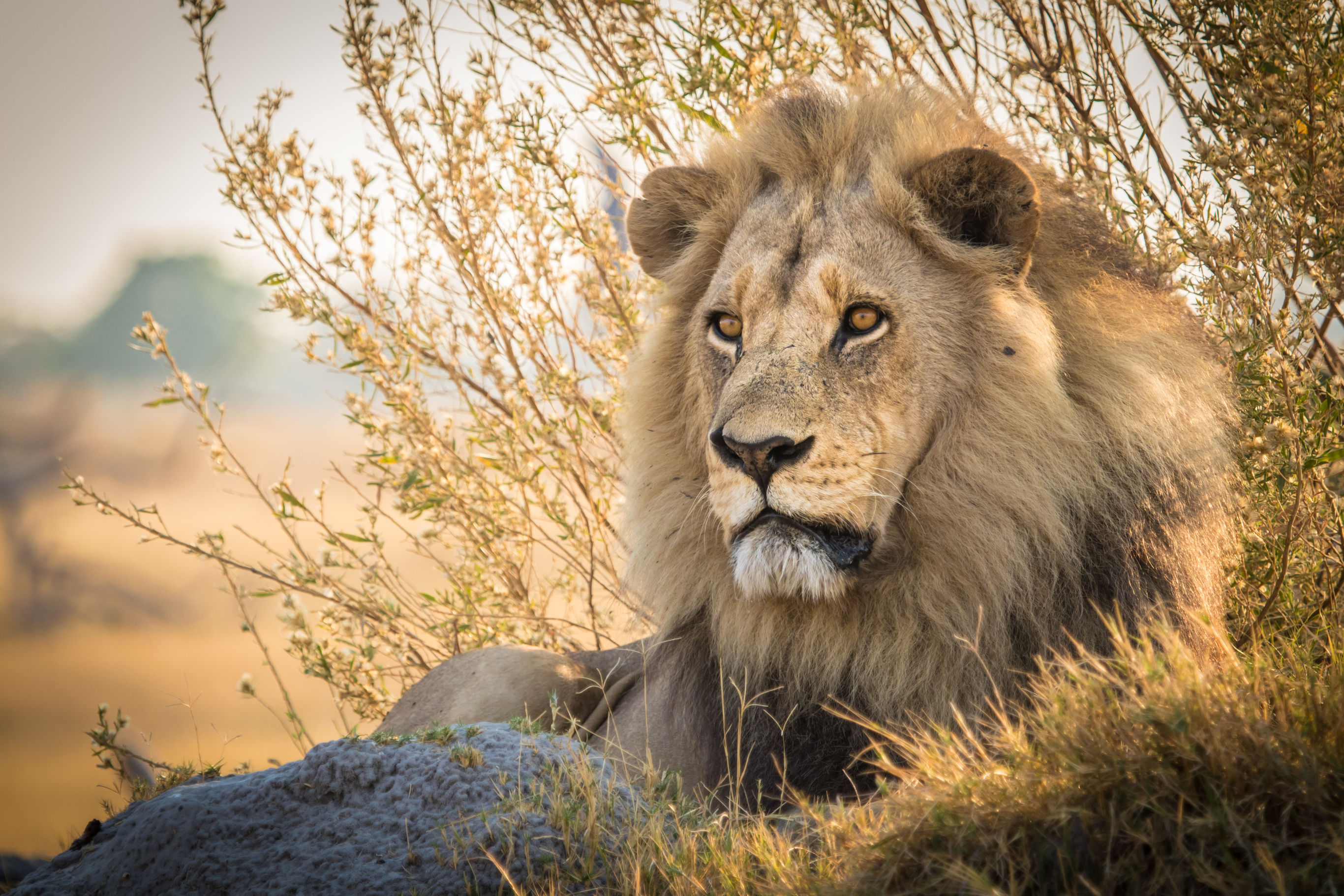 Bouwsteen Botswana: Centraal Kalahari safari