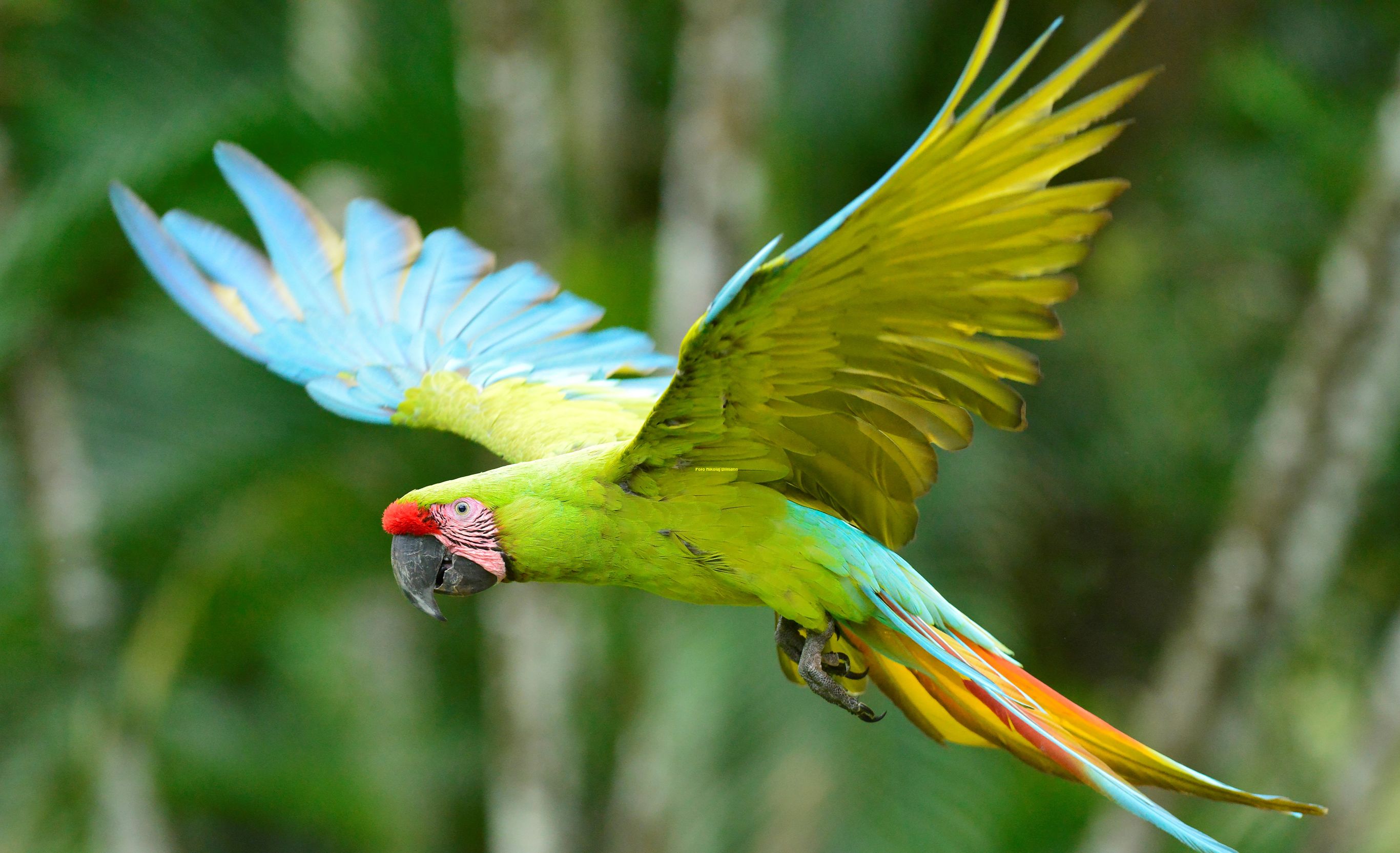 Bouwsteen Costa Rica Vogels spotten in Boca Tapada