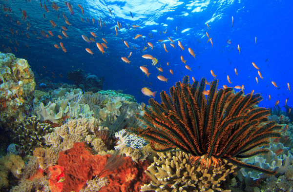 Bouwsteen Sulawesi Onderwaterwereld van Wakatobi