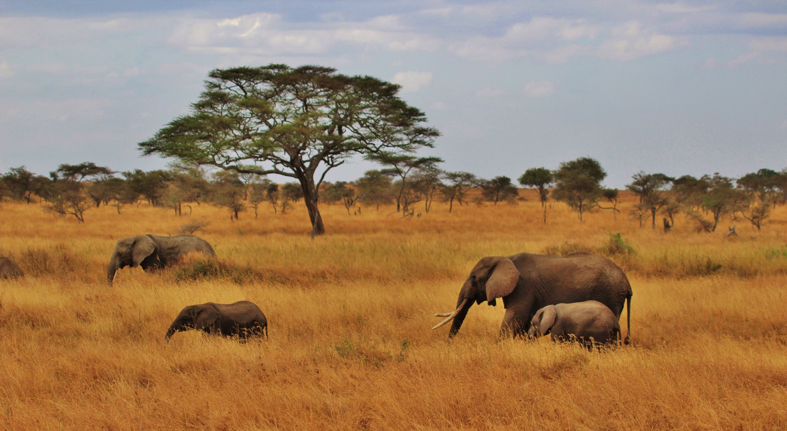 Bouwsteen Tanzania Safari in Serengeti National Park