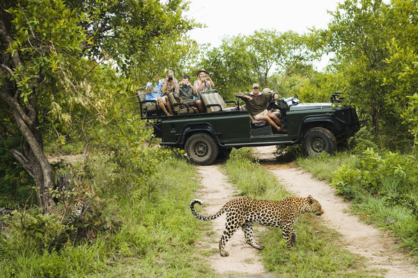 Safari zuid-afrika: safari in privÃ©-wildreserva...