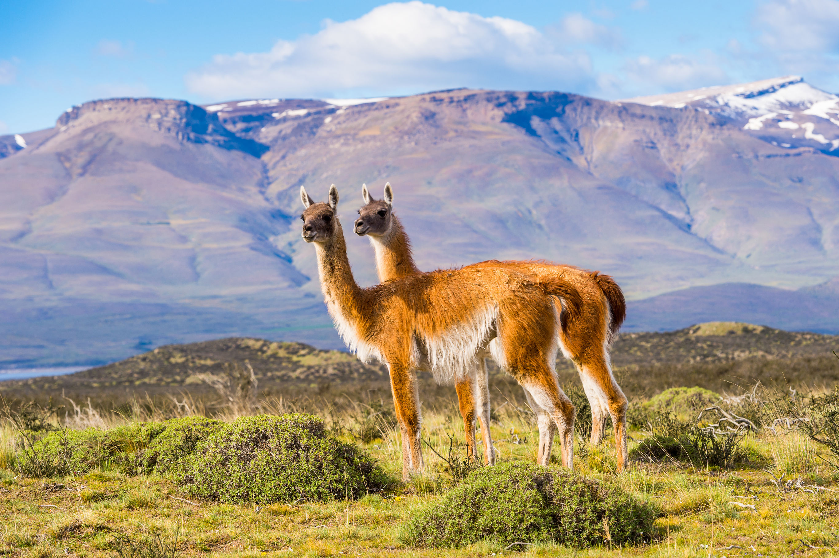 Autorondreis Uitgebreid Patagonië