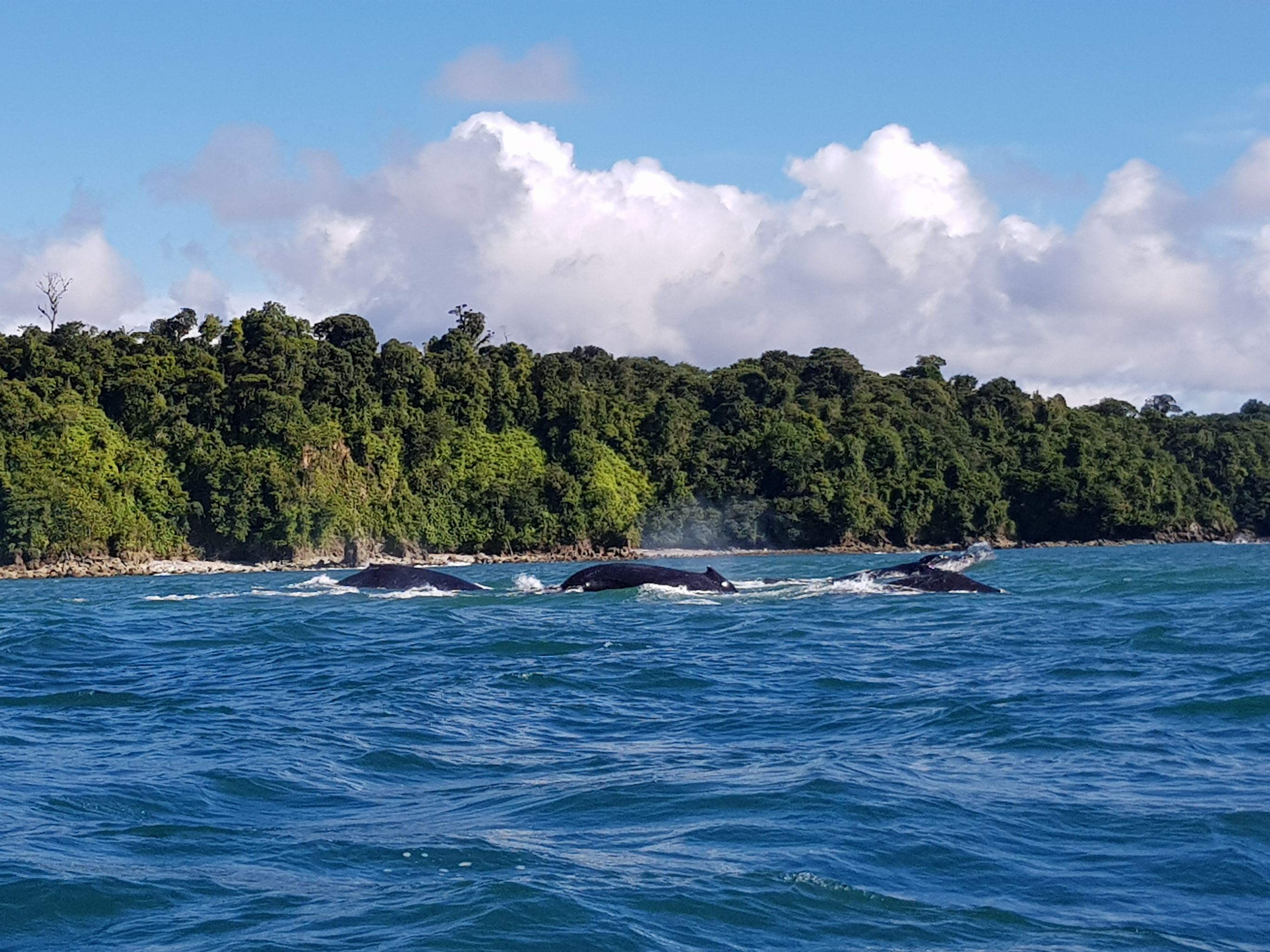 Bouwsteen Colombia Walvissen bij de Pacific