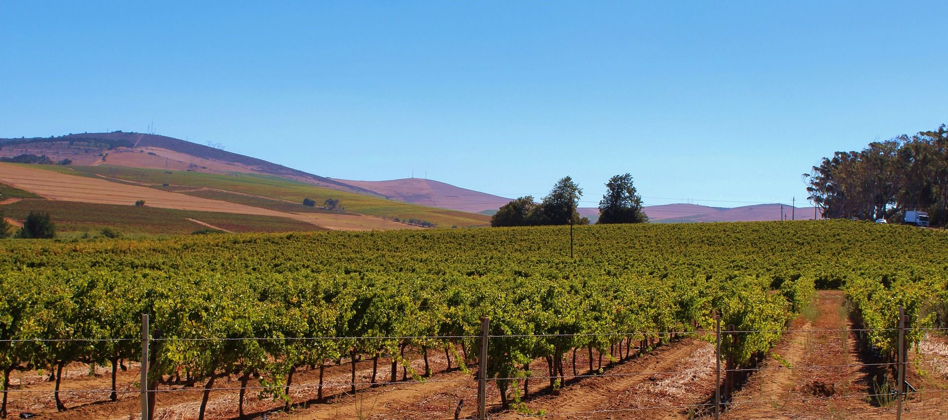 Rondreis Zuid Afrika per auto Kaapse Wijnlanden