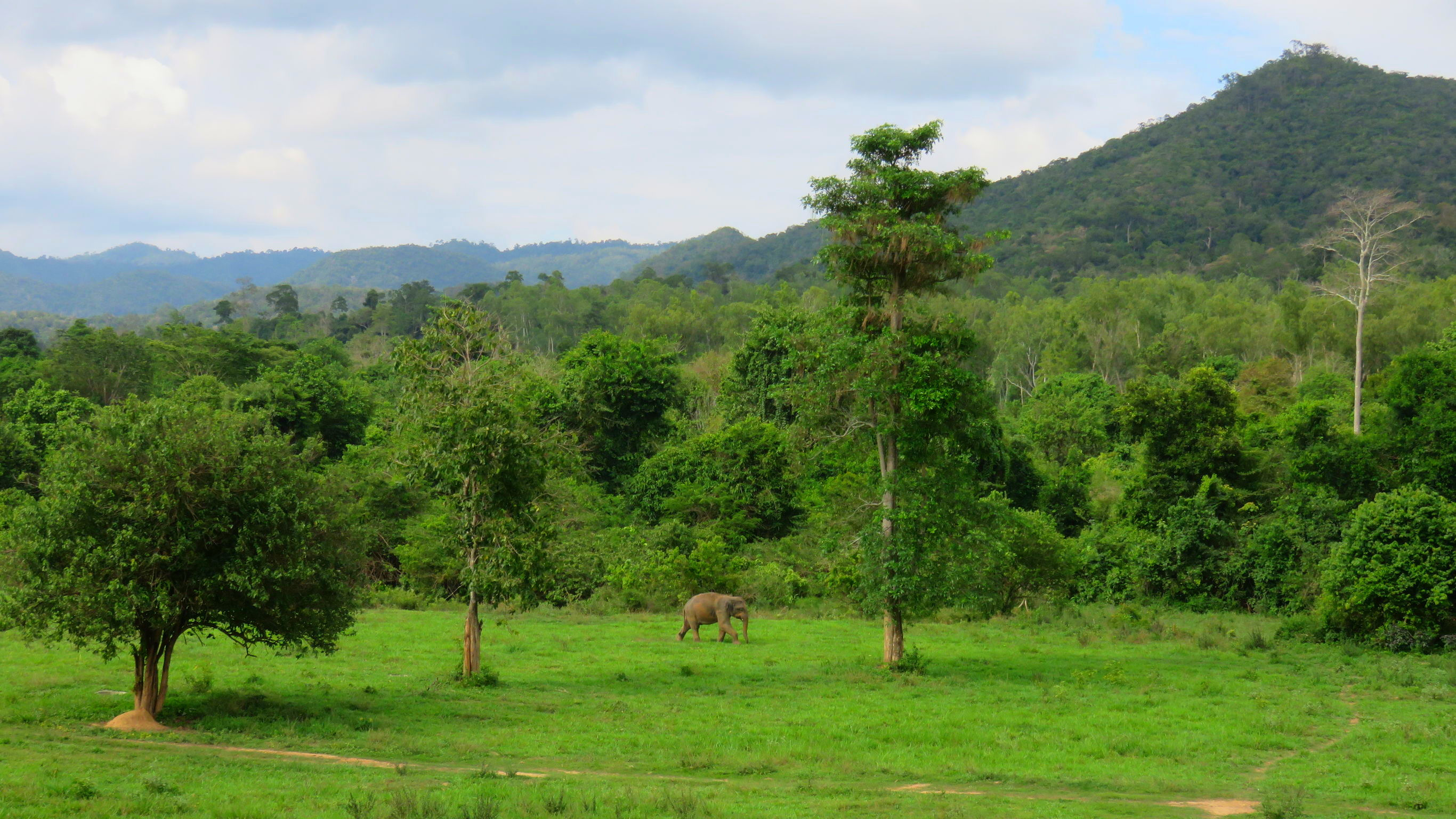 Bouwsteen Thailand Olifanten in het wild