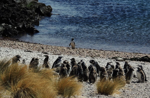 Bouwsteen Argentinië Pinguïns en walvissen