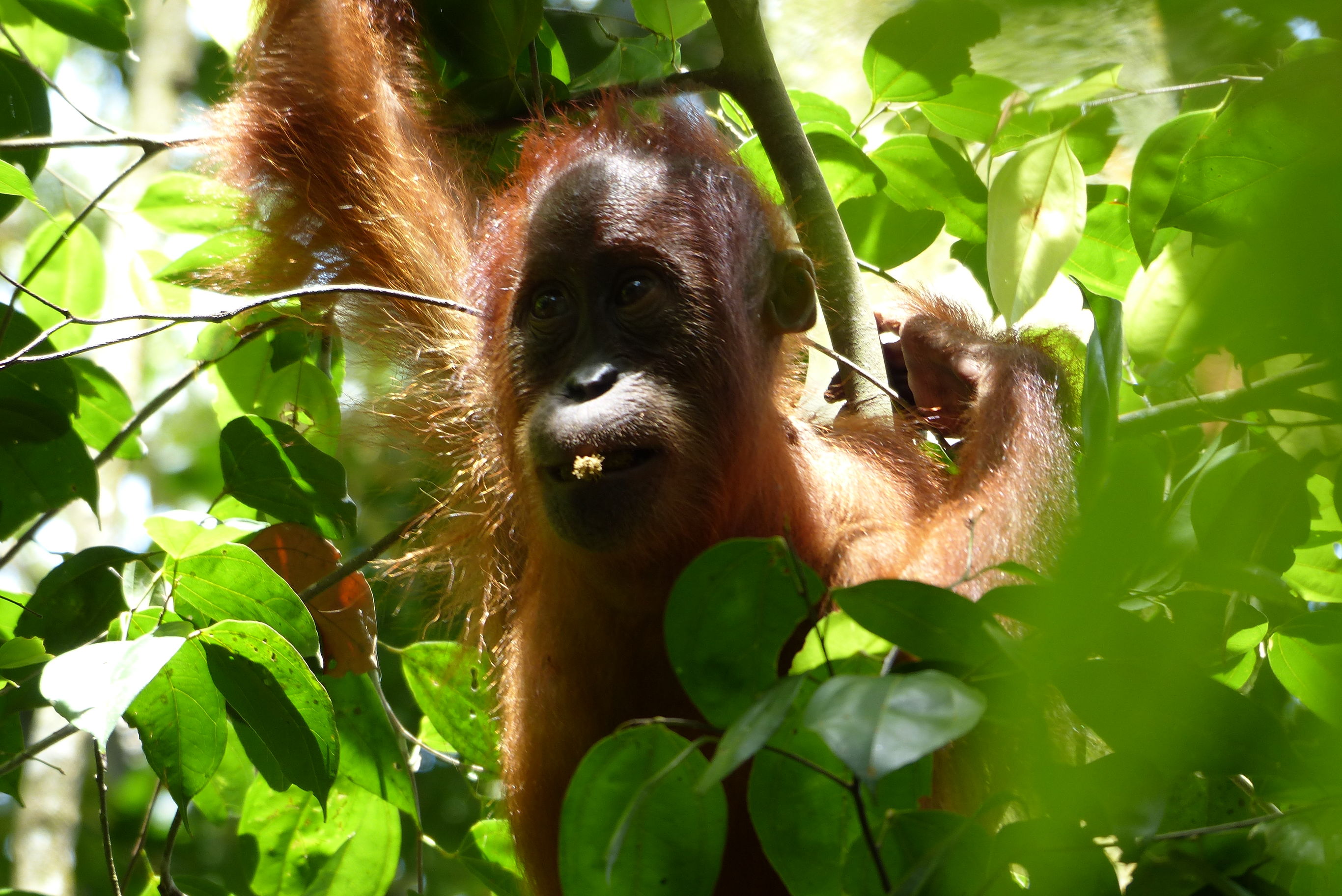 Bouwsteen Sumatra Orang oetans en Tobameer