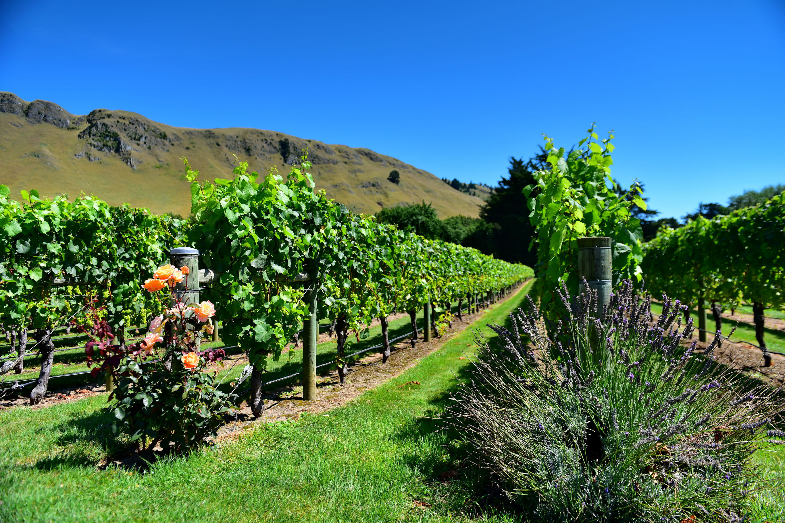 Bouwsteen Nieuw Zeeland Best of Wine
