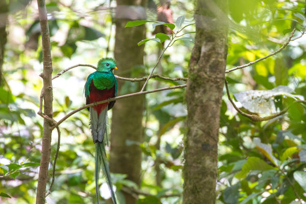 Bouwsteen Costa Rica Spot de quetzal