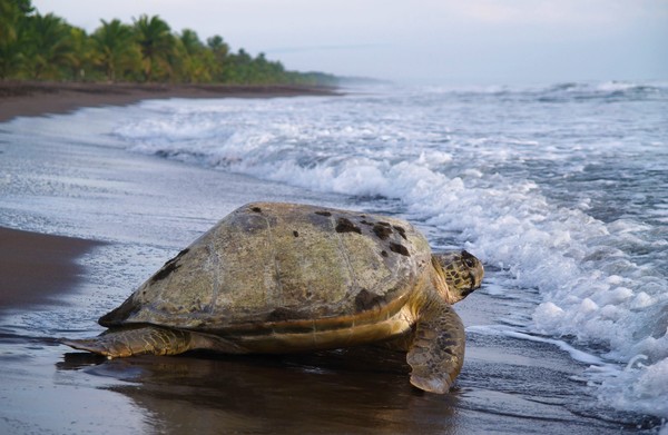 Bouwsteen: Spot de schildpad in Tortuguero