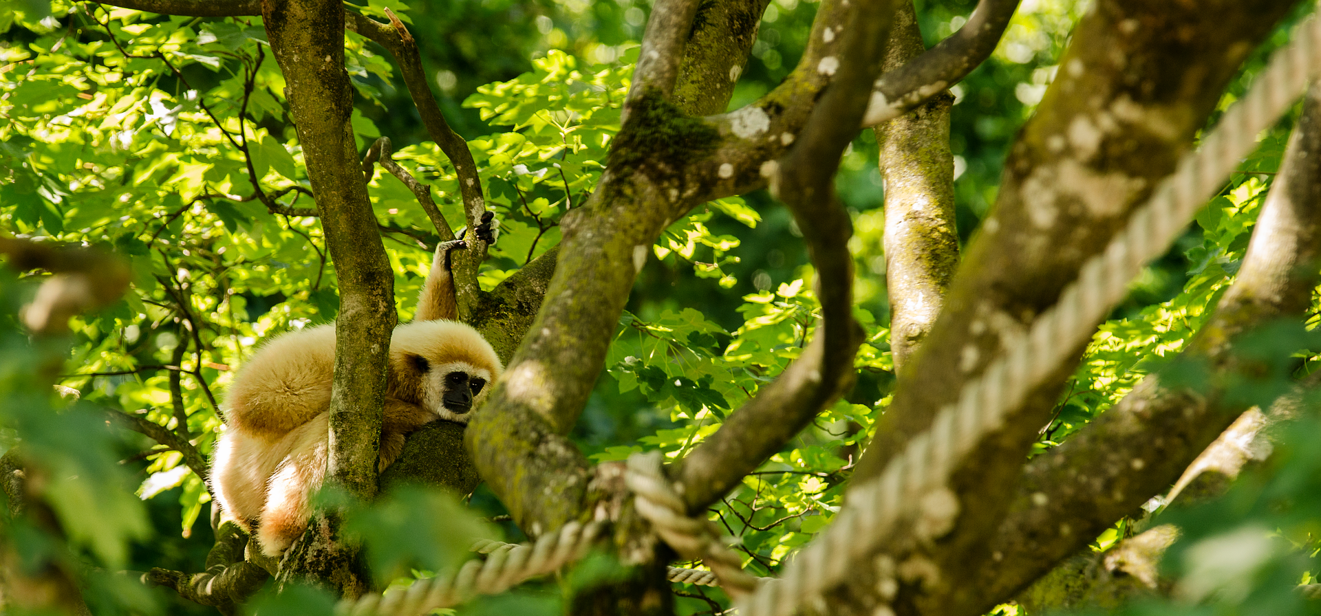 Bouwsteen Laos Gibbons in de jungle